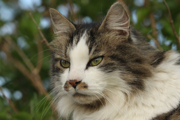 A head shot of a beautiful fluffy Cat (Felis catus) on Orkney, Scotland.	