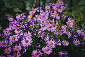 Fototapeta premium Flowers