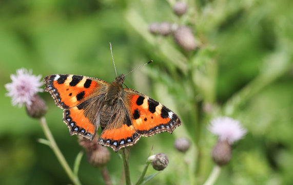 A pretty Small Tortoiseshell Butterfly (Aglais urticae) nectaring on a thistle flower.