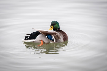 Canard colvert qui se nettoie les ailes