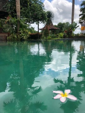 pool in the garden