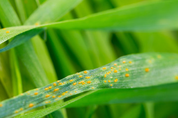 close view green wheat leaf with rust disease infestation