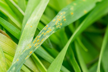 close view natural wheat leaf rust disease, infestation