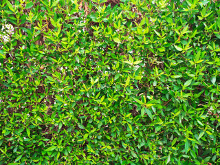 Green natural abstract background. Green bush leaves