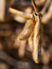 Macro of dry soybeans pods. Harvest of soy beans - agriculture legumes plant. Soybean field