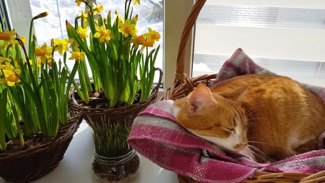 Morning sunlight on the sleeping red cat. Cute funny red-white cat on the windowsill in basket with blossom yellow daffodils, close up