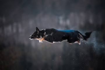 Australian Shepherd Holi Sprung