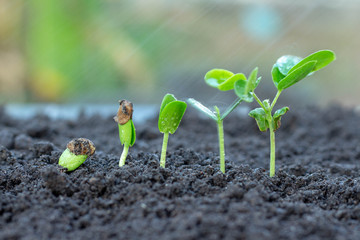 .Sapling growing from the ground