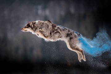 Australian Shepherd Holi Sprung