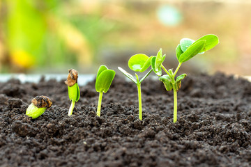.Sapling growing from the ground