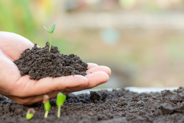 Young plant in hand.Seedling are growing in the soil with sunlight. /Wherever the tree is planted,everyone will benefit from it.