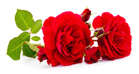 Red beautiful roses.