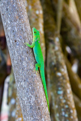 La Digue Day Gecko (Phelsuma sundbergi ladiguensis) sitting on a tree trunk on La Digue, Seychelles.