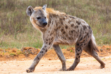 spotted hyena stare