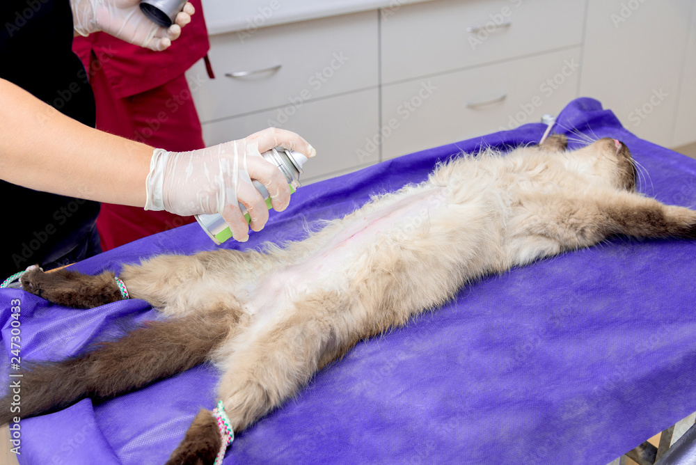 Wall mural sterilization of a cat in a veterinary clinic