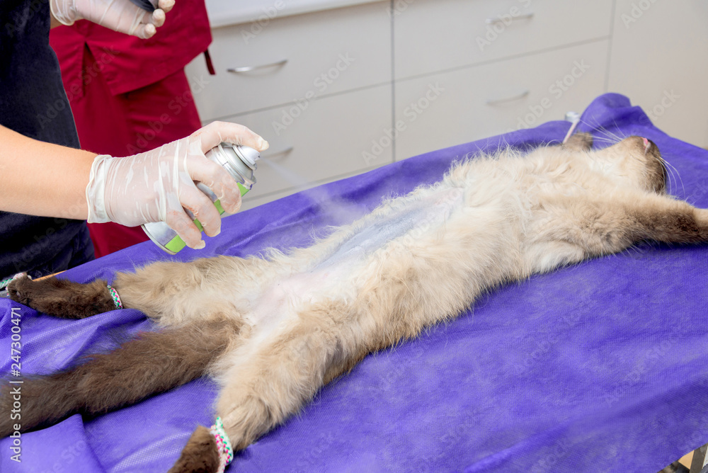 Wall mural Sterilization of a cat in a veterinary clinic