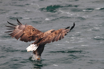 Sea eagle landing 