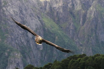 eagle on a rock