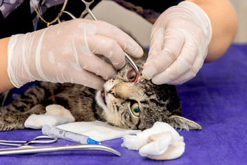 The vet operates the eye of a cat