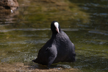 Blässhuhn bei Körperpflege