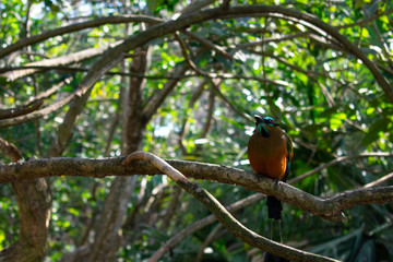 Colorful bird on Tree, Close up