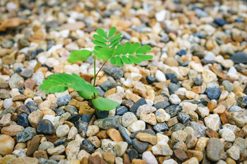 stones and shells on beach, Acacia tree planted growing on pebbles ground.