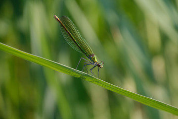 Libelle kleine grüne