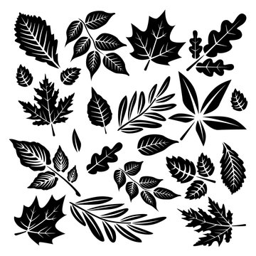 Set black icons leaves of different plants. Tropical leaf plant and tree. Black silhouettes leaves isolated on a white background. Vector illustration autumn leaves in flat style