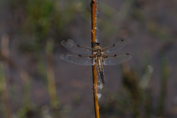 Libelle an Schilfhalm