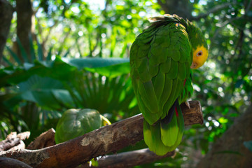 Green Parrot standing on tree in forest. close up. Ara Macaw in Xcaret Park, Mexico 