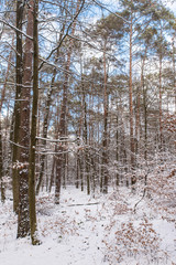 Schnee bedeckter Wald