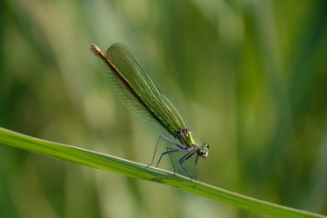 Libelle grüne auf Halm