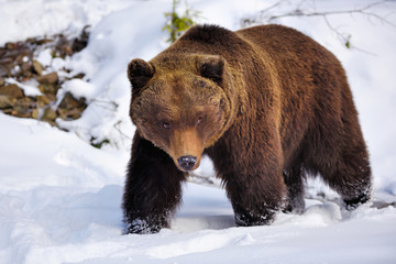 Fototapeta premium Wild brown bear (Ursus arctos) on the snow