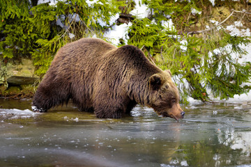 The brown bear (Ursus arctos) drinks water