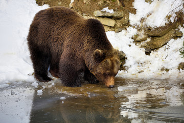 The brown bear (Ursus arctos) drinks water