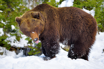 The brown bear (Ursus arctos) in its natural habitat