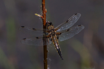 Libelle im Schilf