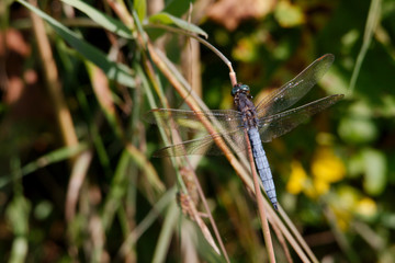 Libelle gerade gelandet