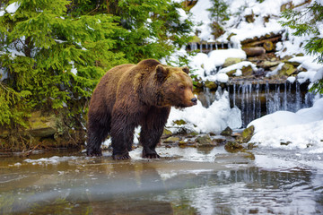The brown bear in its natural habitat