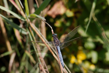 Libelle im Schilf