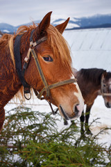 Closeup funny brown horse on winter farm