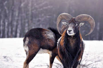 Mouflon Male (Ovis musimon) in the winter forest, horned animal in nature habitat