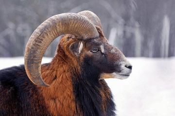 Mouflon Male (Ovis musimon). The portrait close up