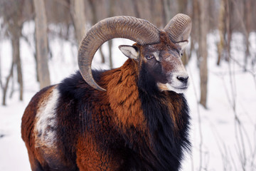 Mouflon Male (Ovis musimon) in the winter forest, horned animal in nature habitat