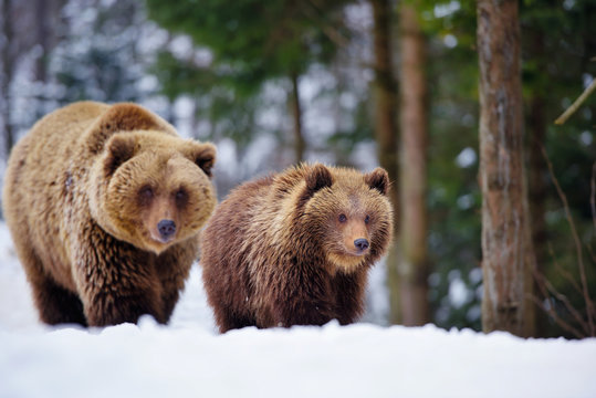 She-bear and bear-cub in the winter forest