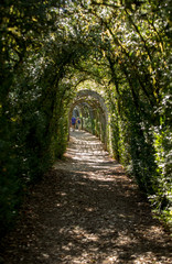 Plant Tunnel in  the gardens of the Jardins de Marqueyssac in the Dordogne region of France