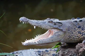 Wandcirkels tuinposter crocodile mouth open © Skye