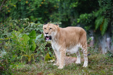 The liger is a hybrid offspring of a male lion  and a female tiger. Ligers have a tiger-like striped pattern,They enjoy swimming,  and are very sociable like lions.