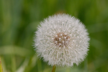 Löwenzahn Pusteblume