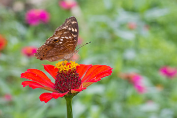  Butterflies in summer